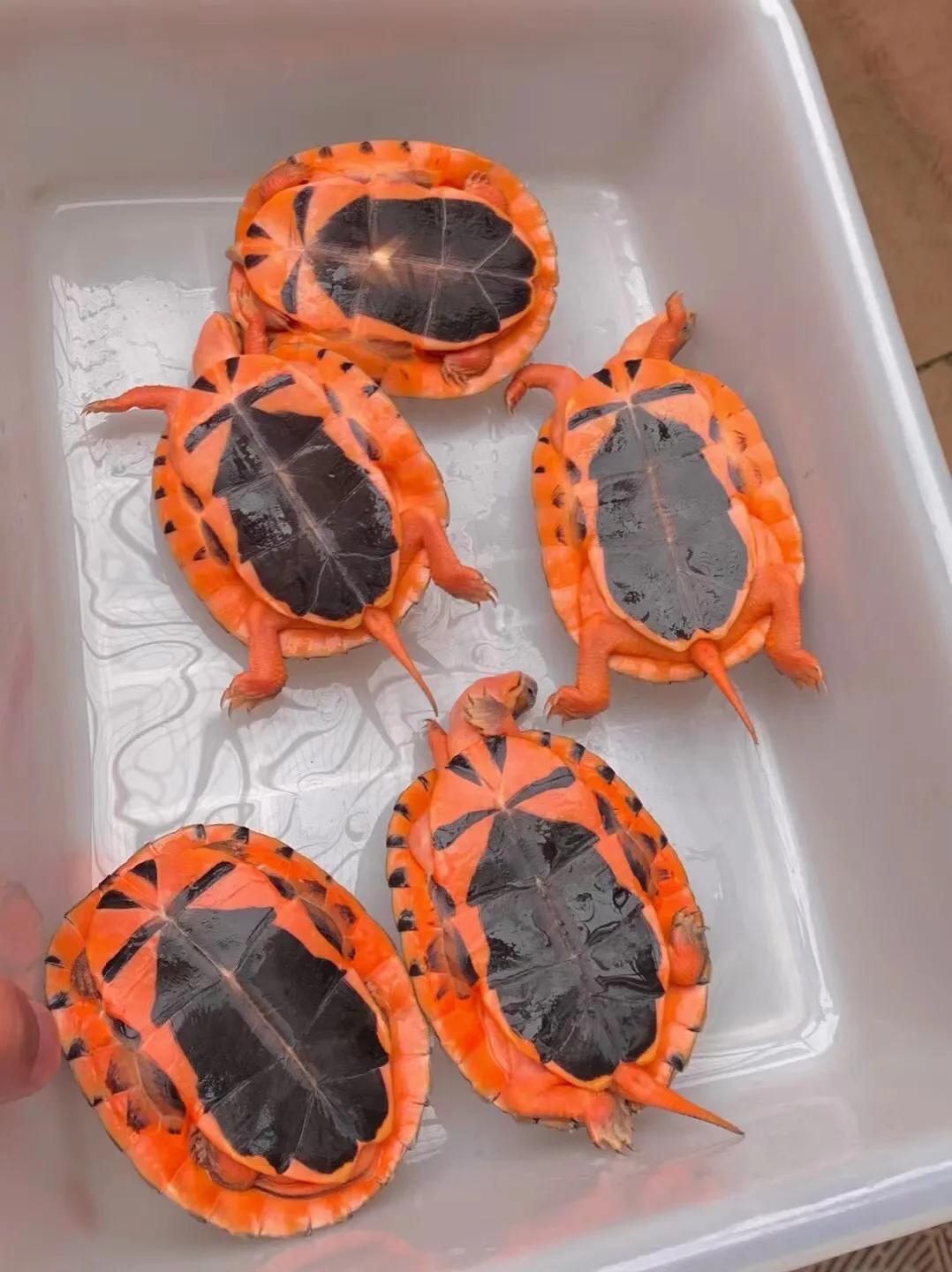 金钱龟的寓意象征,象征着吉祥与长寿的金钱龟