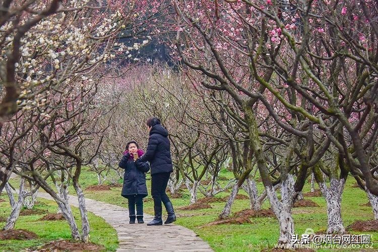 南京梅花山梅花开了吗,来南京梅花山赏梅花