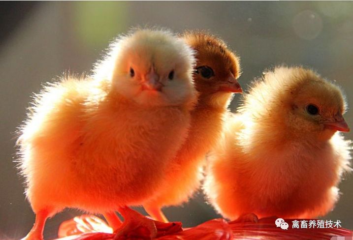 鹅嗉囊炎怎么治疗,鹦鹉雏鸟嗉囊炎什么症状