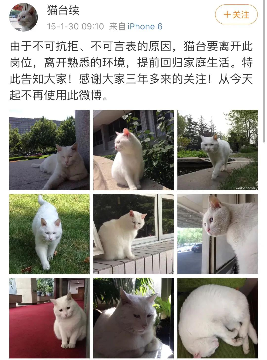 没想到,央视的名嘴们全都是猫奴