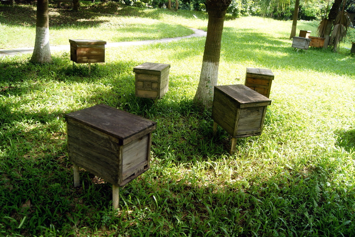 蜂群的三种疾病,蜂群会飞逃是什么原因