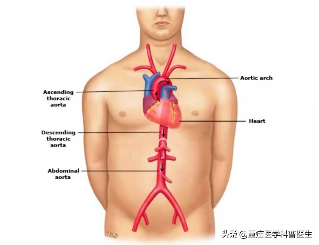 降压药不能擅自停服,降压药吃了不能吃啥