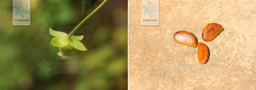 哪些植物可以打败满屏的普通僵尸,哪些植物秒杀小型僵尸