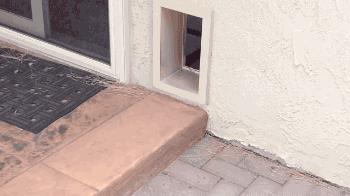 能不能养宠物鼠狗兔猫,能不能养宠物鼠猫狗呢