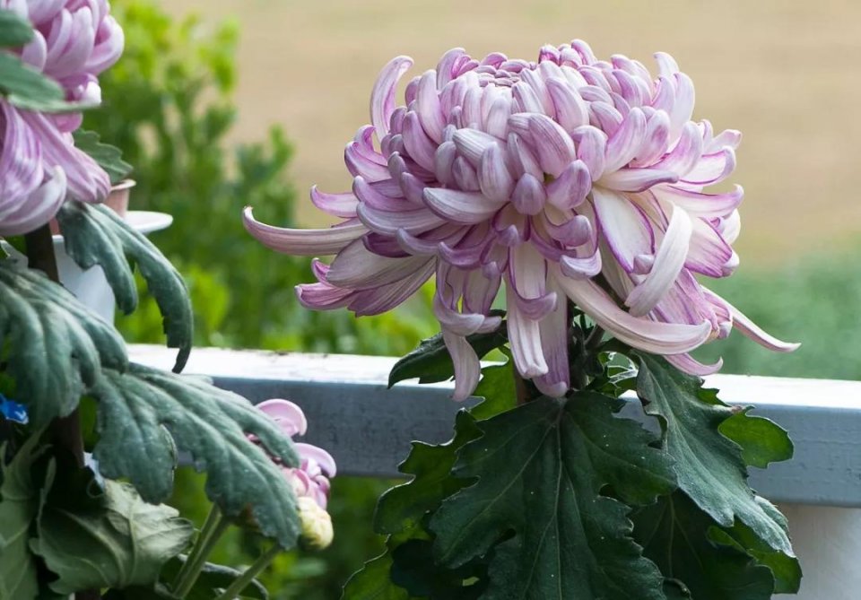 人民币花卉图案分别是什么花,19年第五版人民币花卉