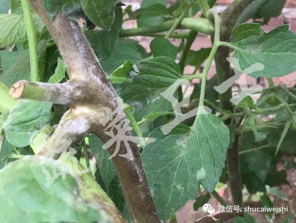 番茄细菌性斑点特别严重怎么办,番茄常见的病害小常识