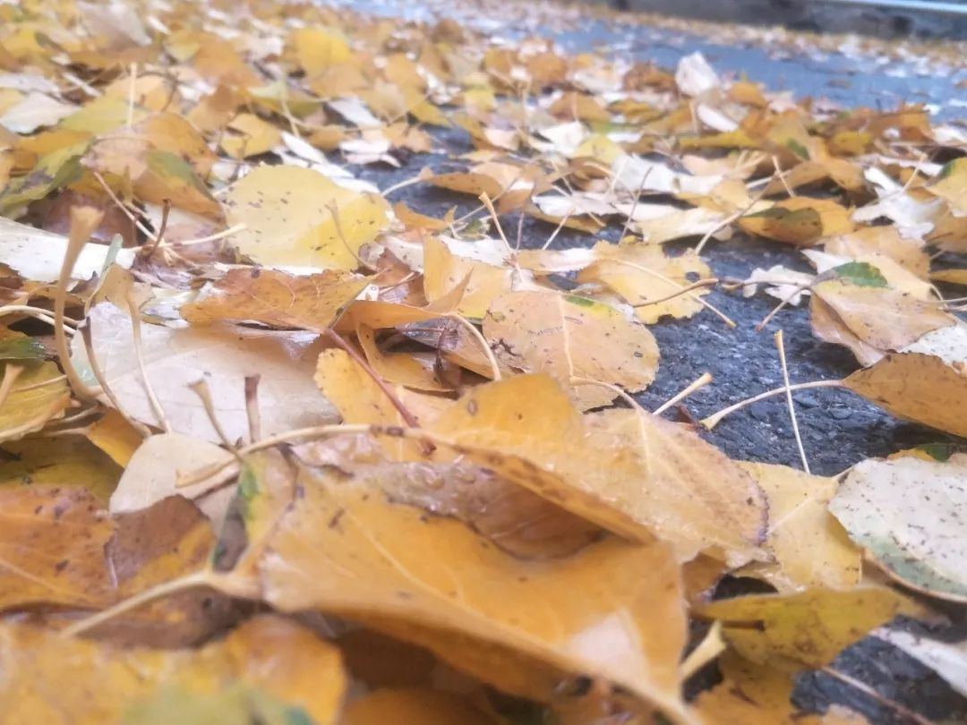 房山南北梯摘柿子,冬天去清凉山摘柿子