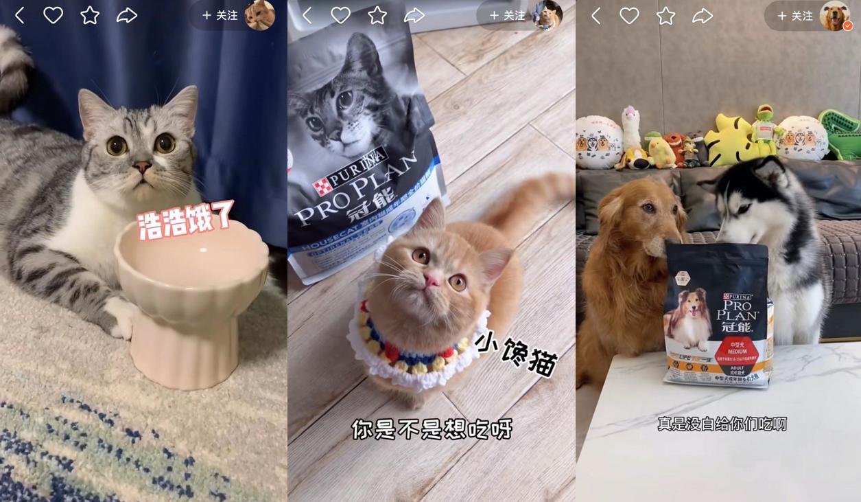 百万宠物老铁围观，快手双11联袂普瑞纳冠能，塑造宠物直播新模式