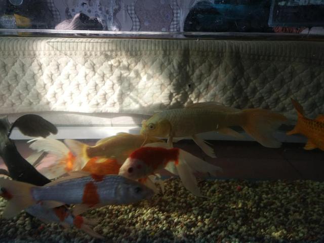 鱼缸一天添加多少次硝化细菌,鱼缸中加入硝化细菌有必要吗