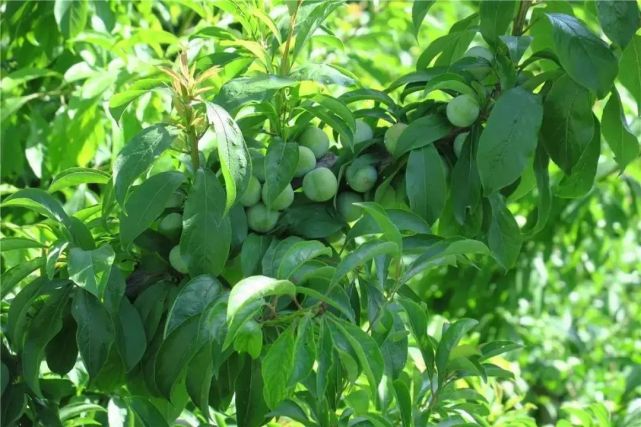 晚熟汶川青脆李,汶川青脆李几月份成熟