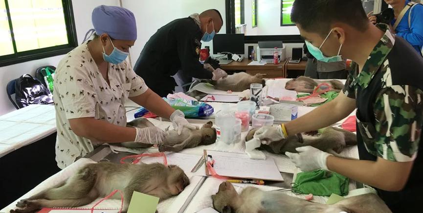 大型阉割现场，泰国猴哥一日之间集体变太监