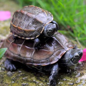 乌龟吃鱼粮有什么坏处,乌龟能吃活鱼吗