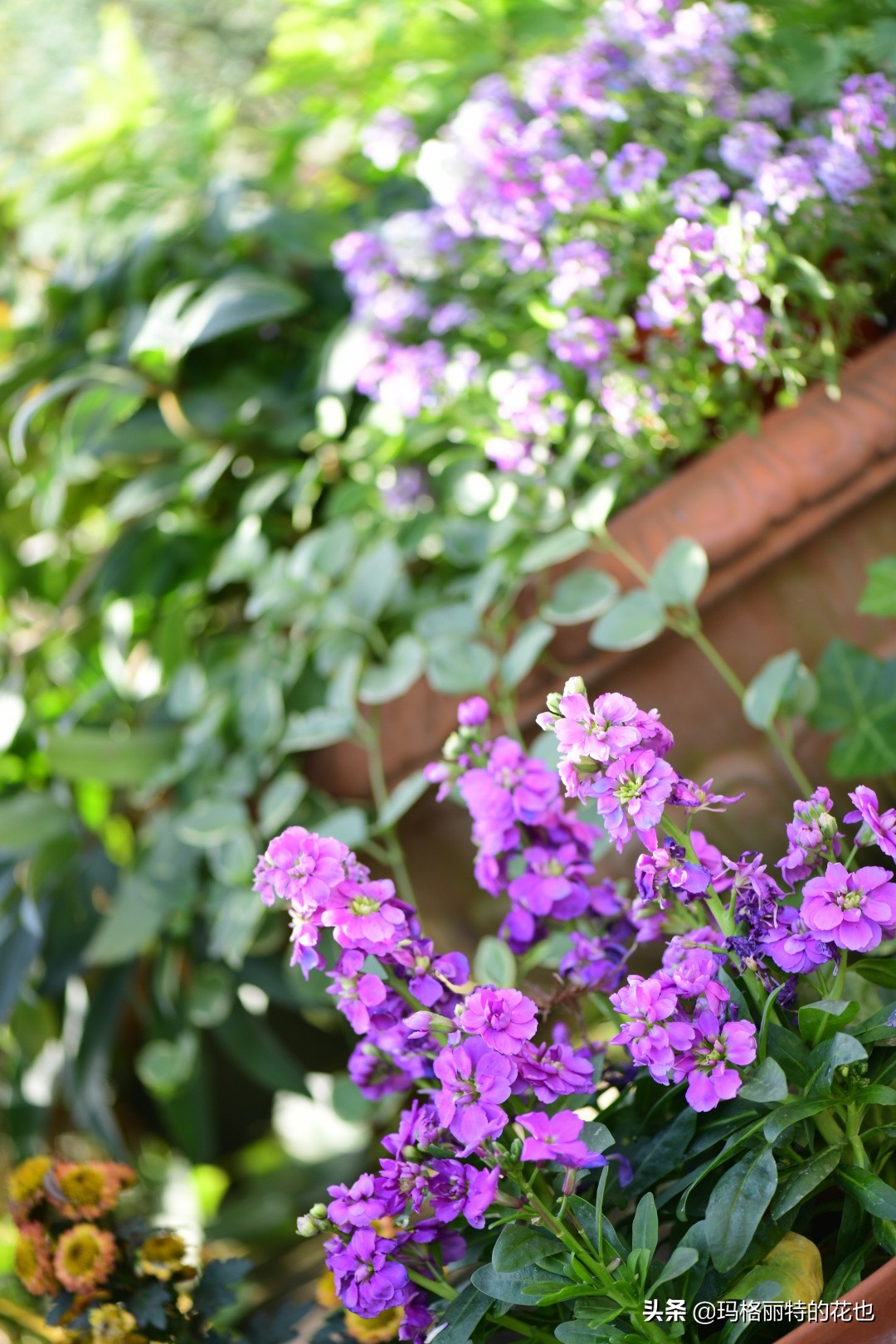 花园里四季常青的树,花园里四季都绿的植物