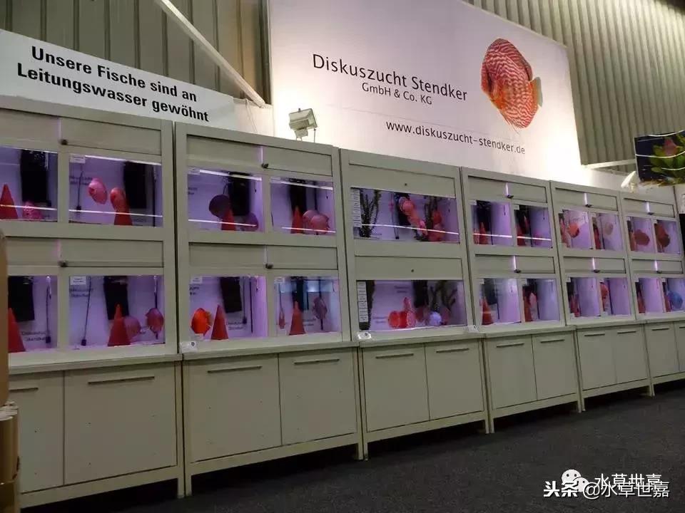 七彩神仙鱼水族箱布景,七彩神仙鱼苗繁殖技术