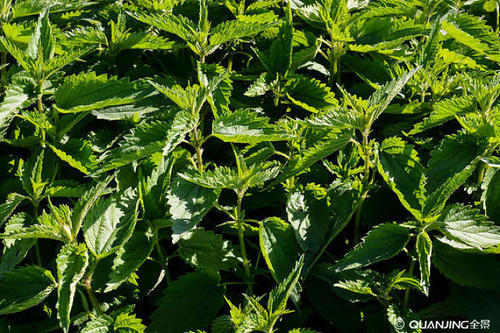 头发干枯毛躁没光泽怎么办男士,头发干枯毛躁怎么保养柔顺有光泽