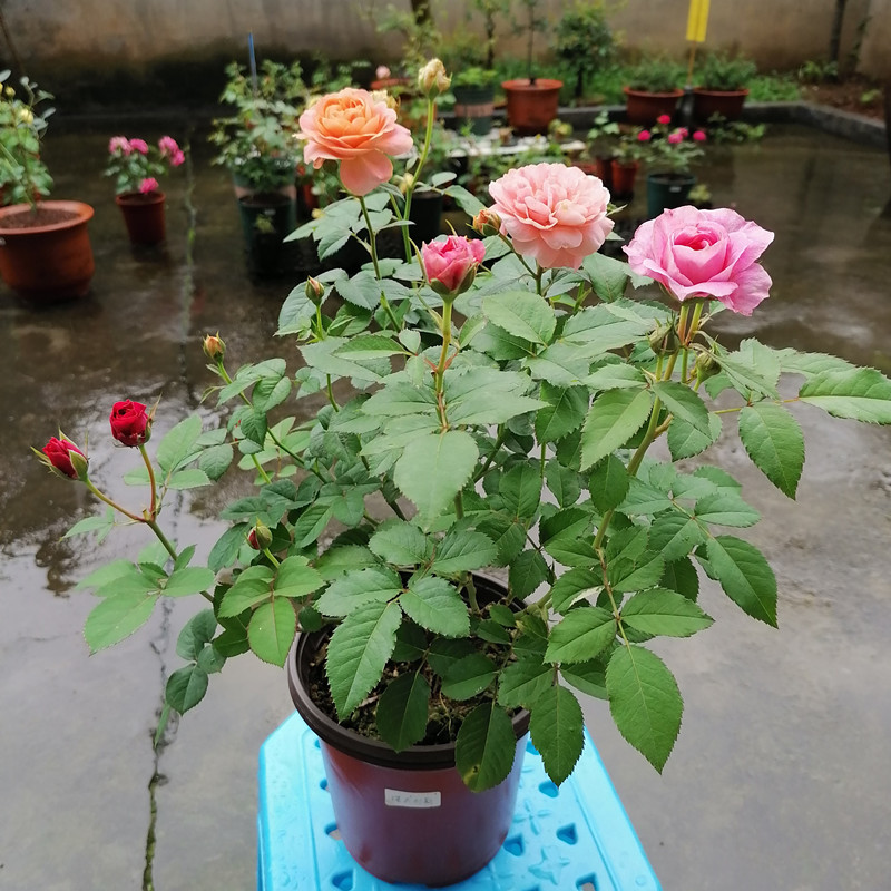 月季叶片耷拉发蔫怎么办,月季叶子卷曲萎蔫怎么恢复