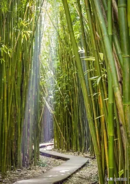 竹集成材,竹集成材料