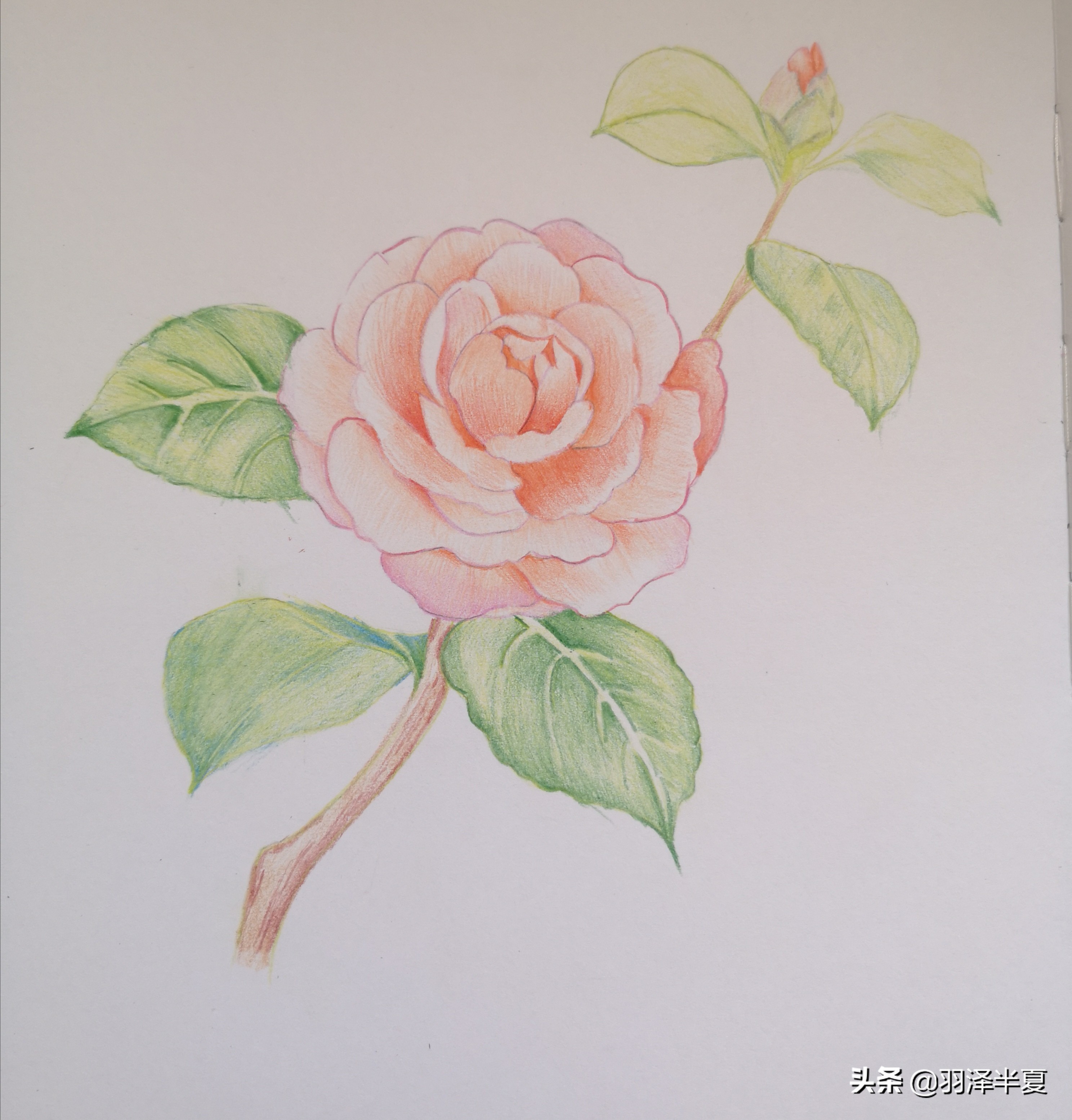 用毛笔怎么画山茶花,画一个山茶花简单漂亮的