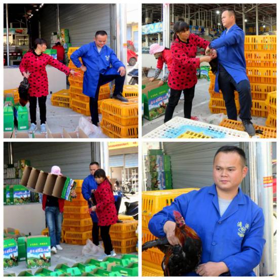 龙胜凤鸡竟“飞”入海鲜市场,“高规格”背后大有文章