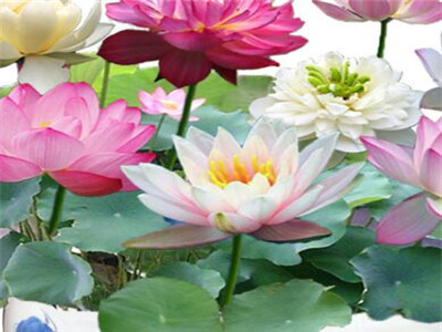 睡莲水养为什么会弯,睡莲水养正确使用方法