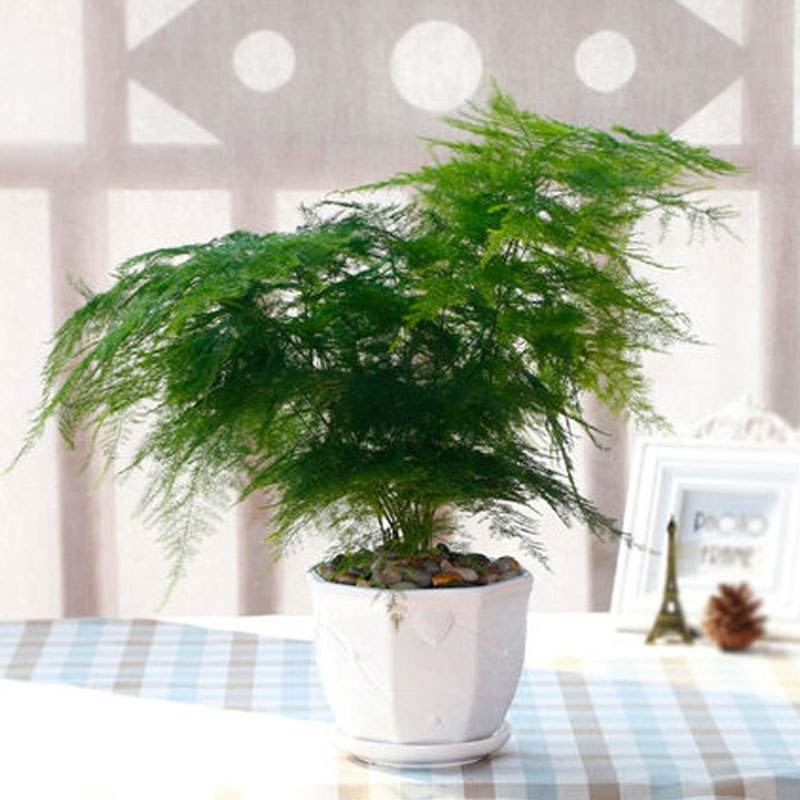 盆栽竹子怎么养活的视频,盆栽金镶玉竹子怎么养