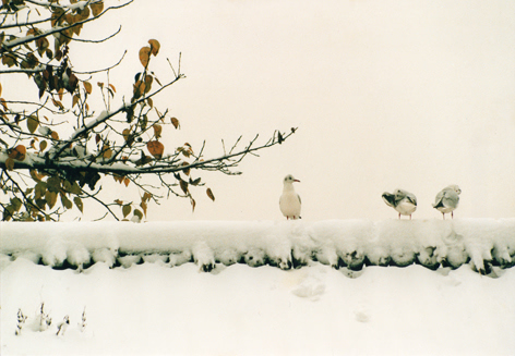 翡翠湖翠湖,昆明春城翠湖