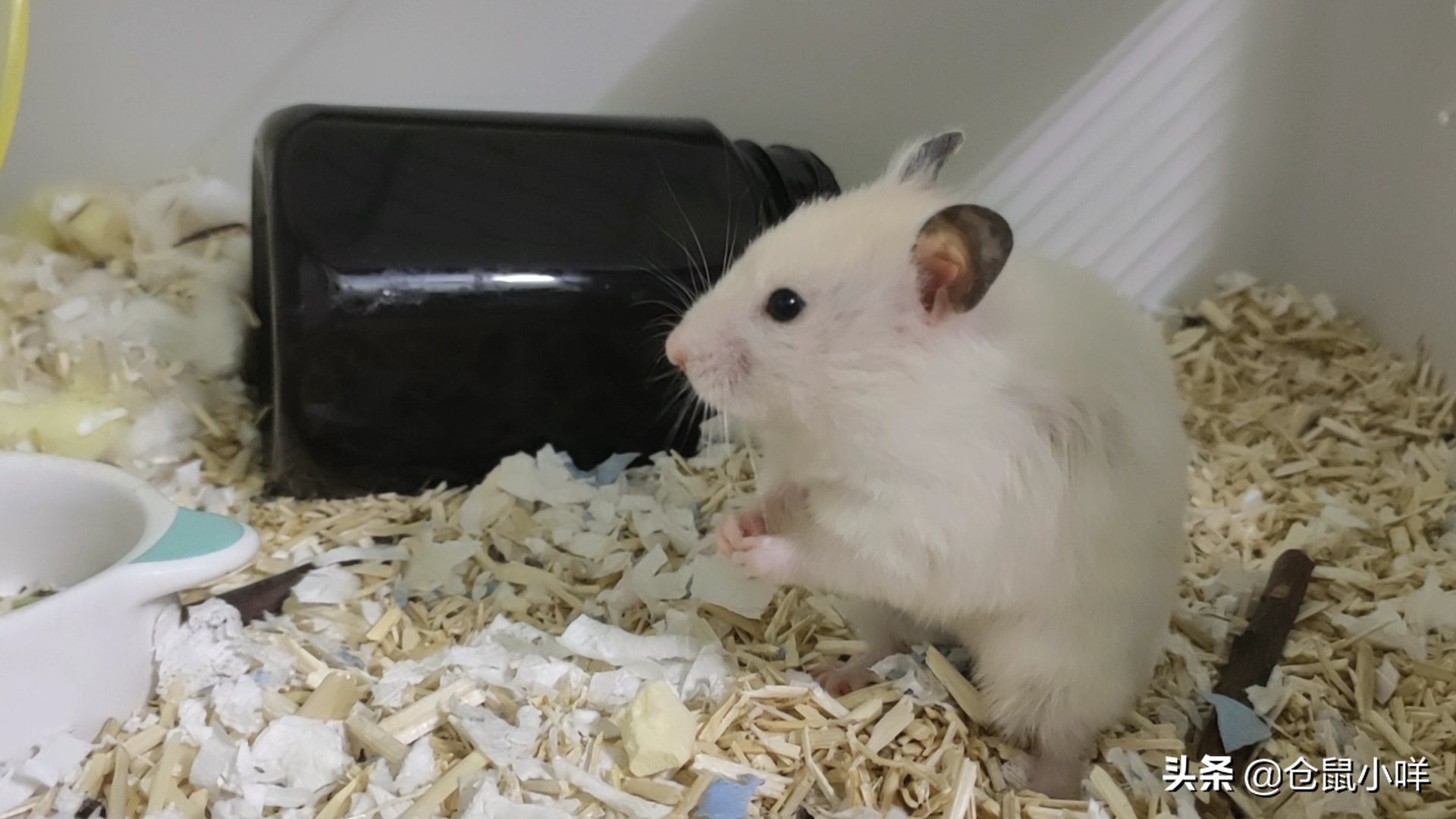 新手养仓鼠常遇到的8大问题