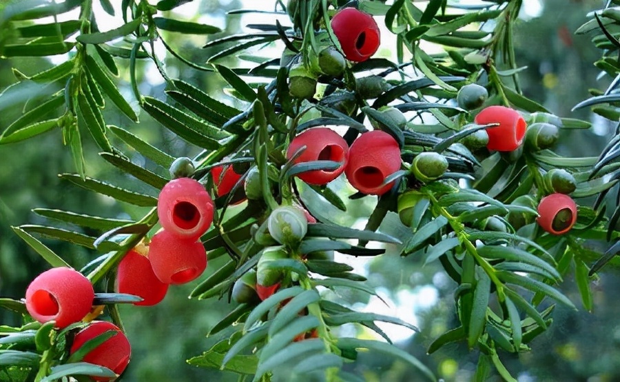 曼地亚红豆杉怎么快速生长,曼地亚红豆杉是什么品种