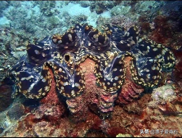 台湾省奇石玉石一览,中国四大奇石价值连城