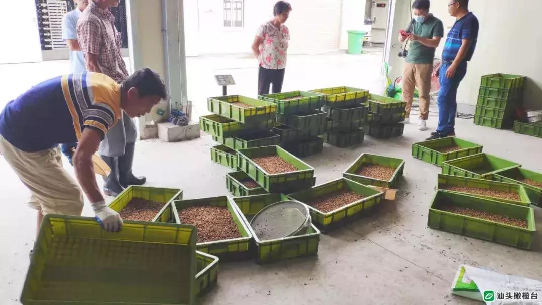 汕头市厨房垃圾,吃餐厨垃圾的虫子