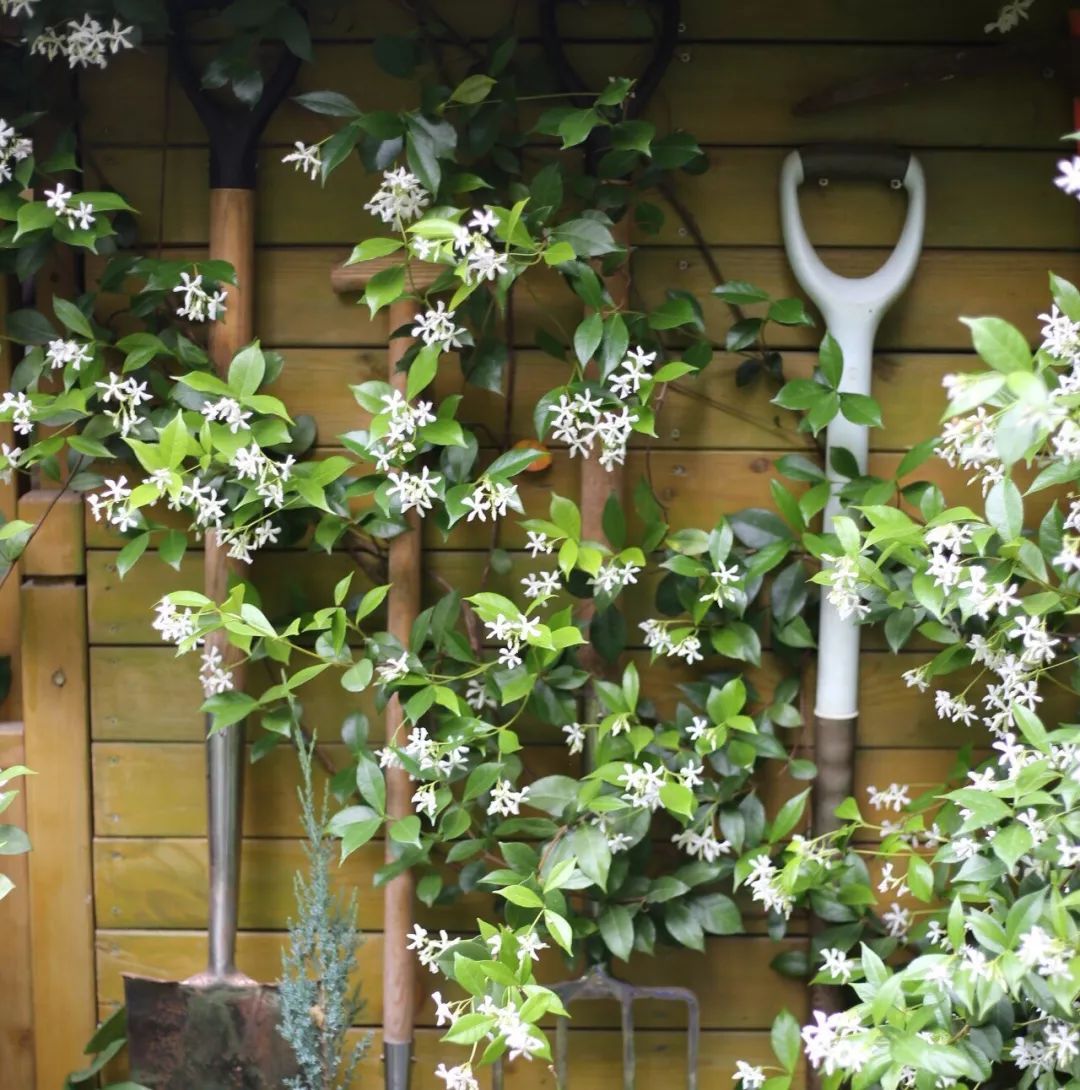 风车茉莉黄色白色粉色,黄风车茉莉和白风车茉莉区别