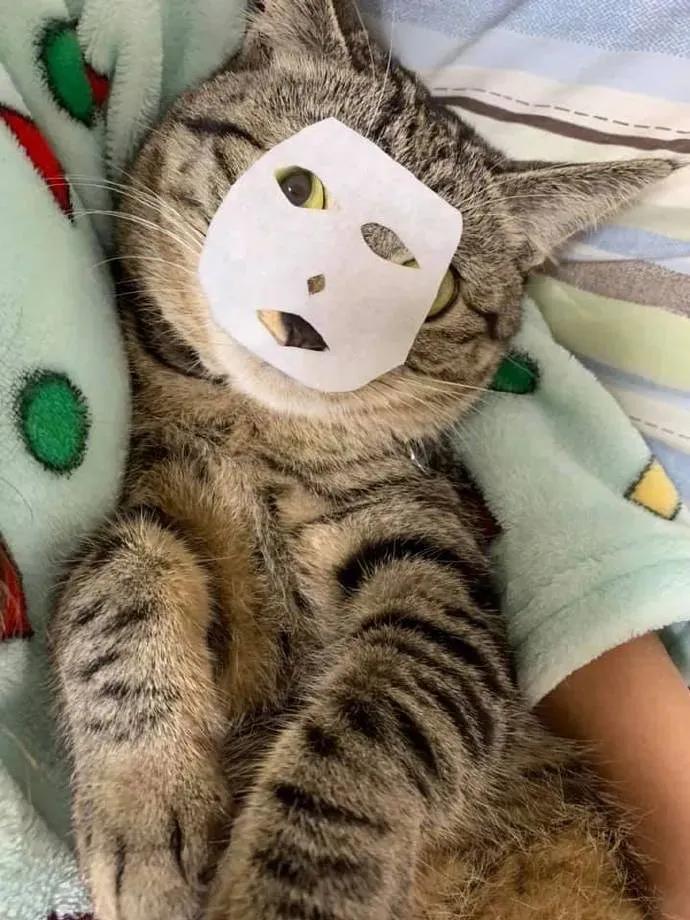 据说最近喵圈流行敷面膜，铲屎官请准备