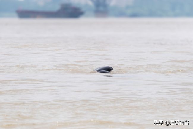 50种珍稀保护动物,为什么人类应该保护濒危物种