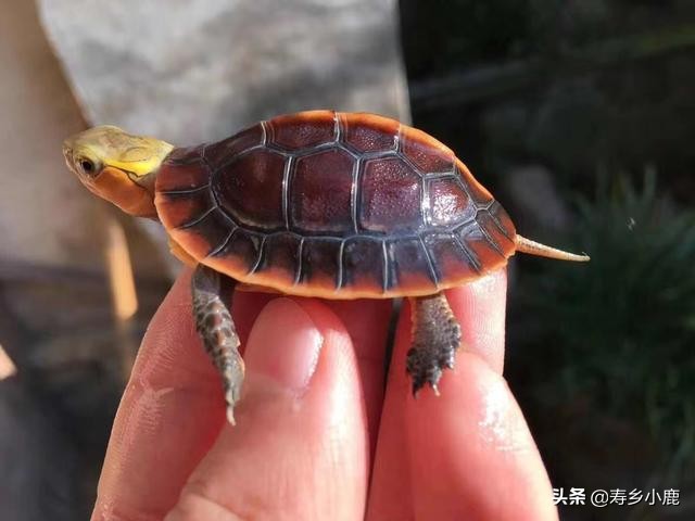 养龟最简单不费钱的方法,养龟需要具备什么样的条件