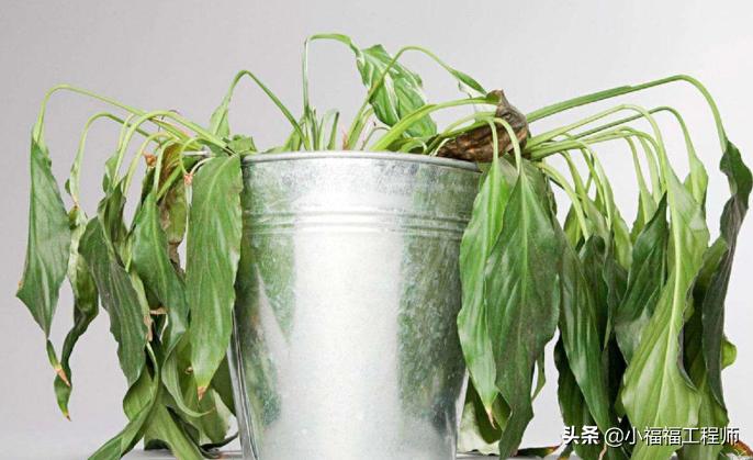 绿植叶子发蔫怎么回事,绿植叶片耷拉发蔫