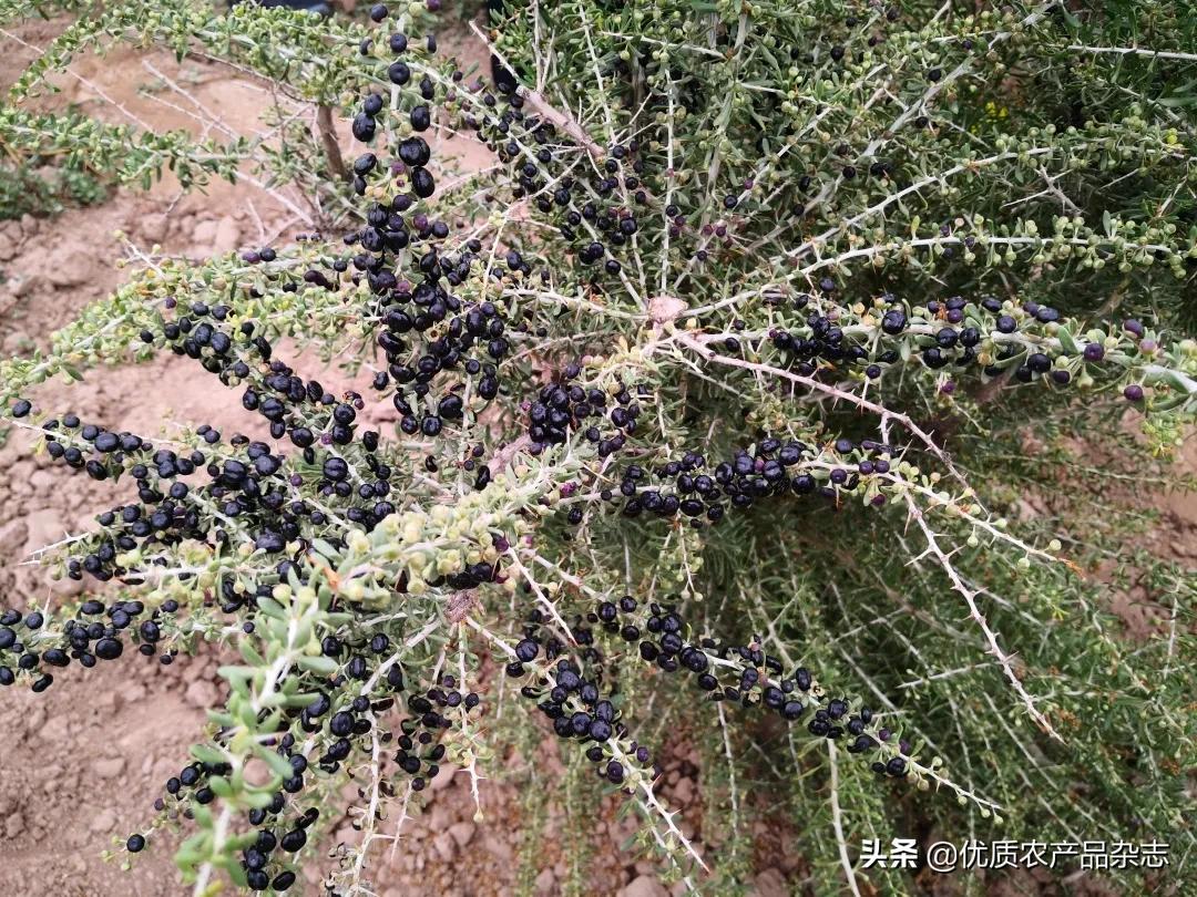 中宁原产地枸杞品质如何,中宁枸杞官方认证品牌