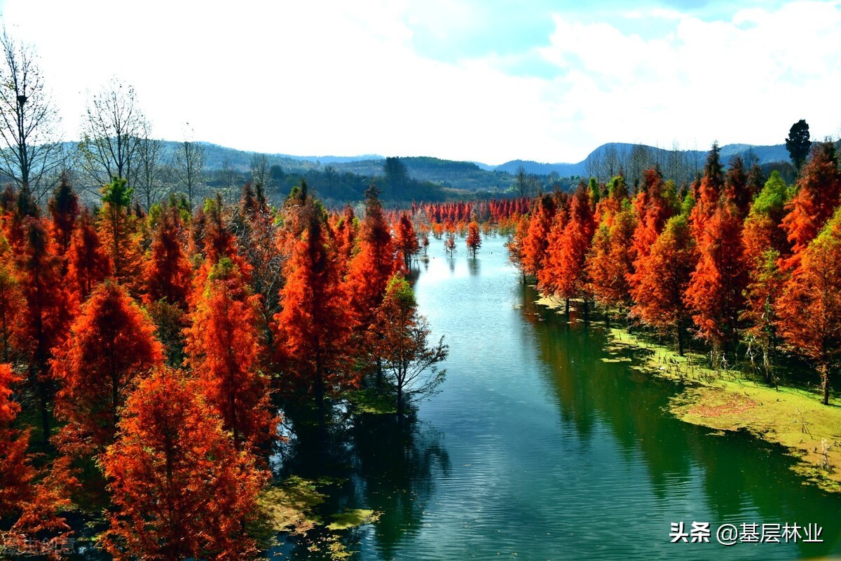 水杉树是不是一级保护植物,杉木属里有水杉吗