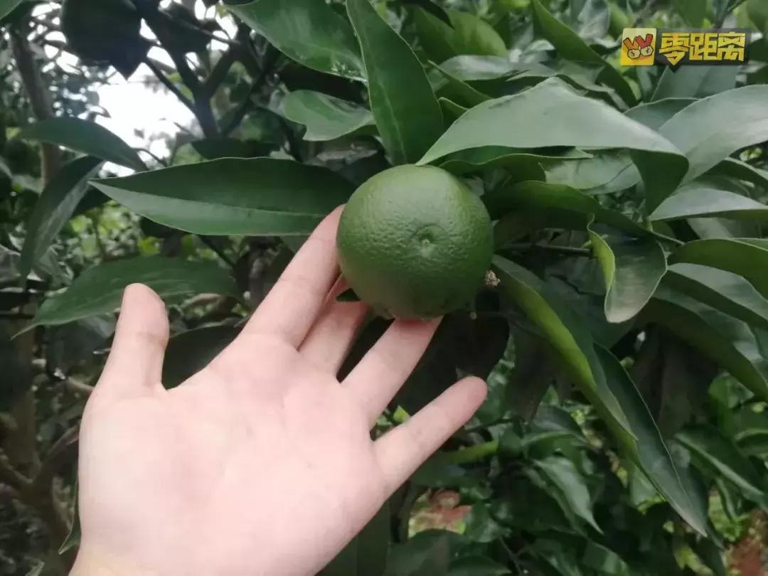 10块钱能吃遍宜宾这个镇？还有这些城头人不晓得的…