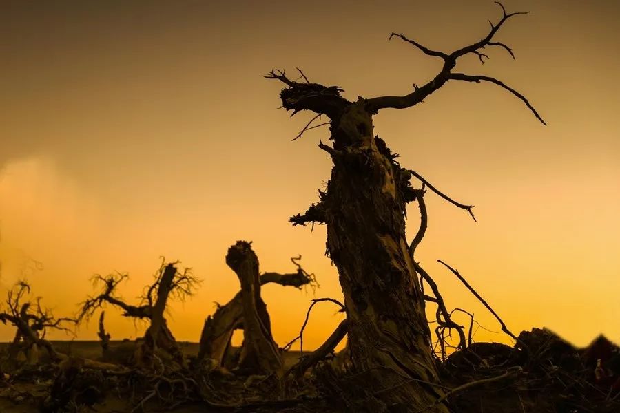 额济纳戈壁滩记录,额济纳戈壁滩沙漠