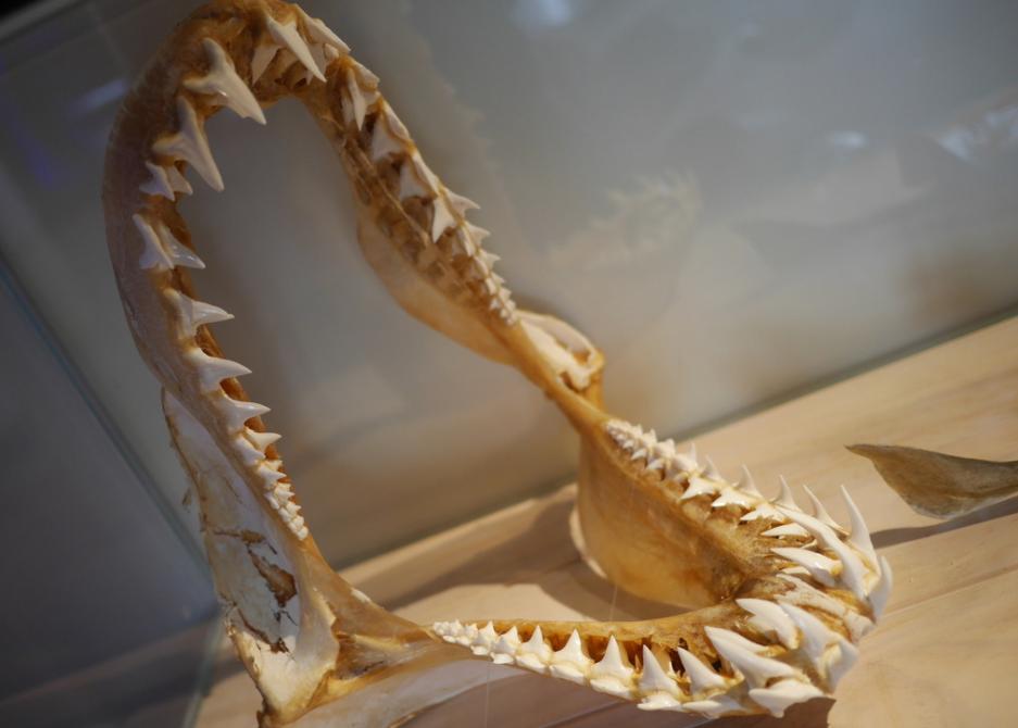 渔民误捕大鲨鱼,江苏渔民误捕3吨重鲸鲨