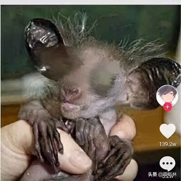 水猴子警告,小亮日常科普水猴子