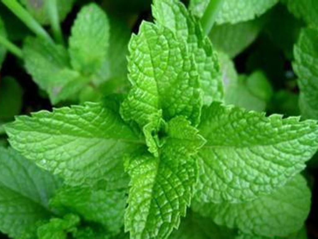 薄荷适宜什么方法繁殖,薄荷栽培和繁殖方法有哪些