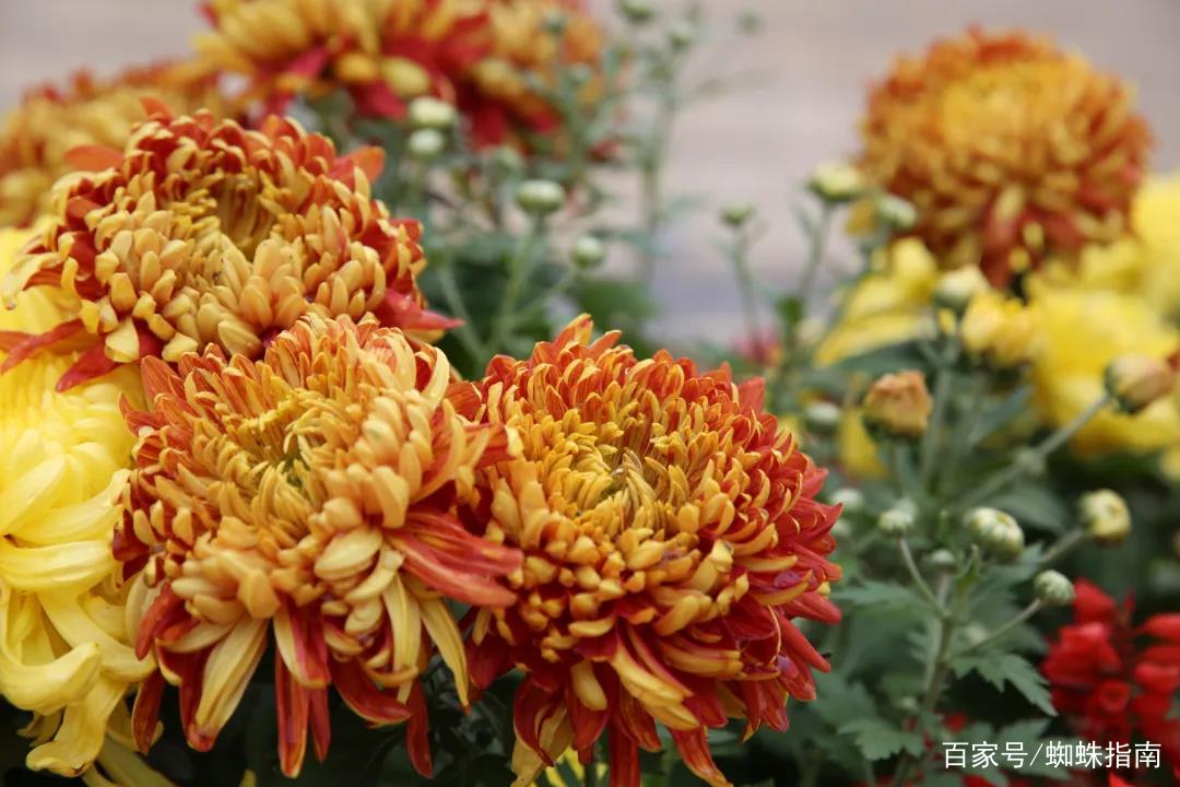 重阳节赏菊正当时，推荐国内这9个地方的赏菊好去处，沉浸式赏花