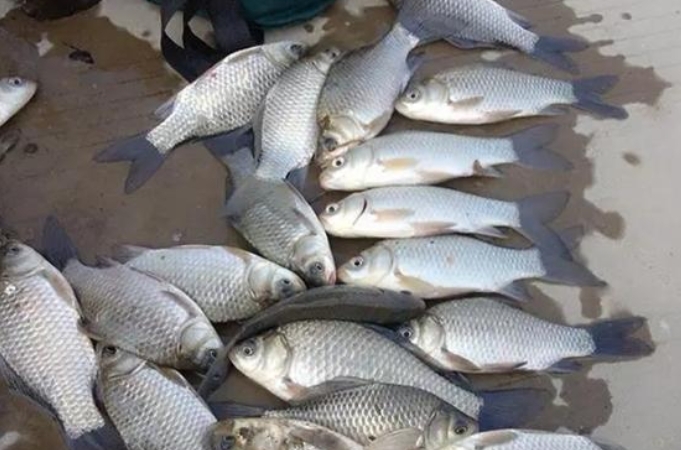 口轻应该钓钝吗,口轻钓不到鱼