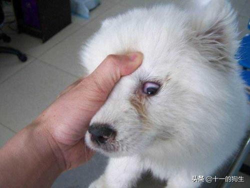 犬瘟热幼犬的10个征兆,幼犬得了犬瘟热会传染人吗