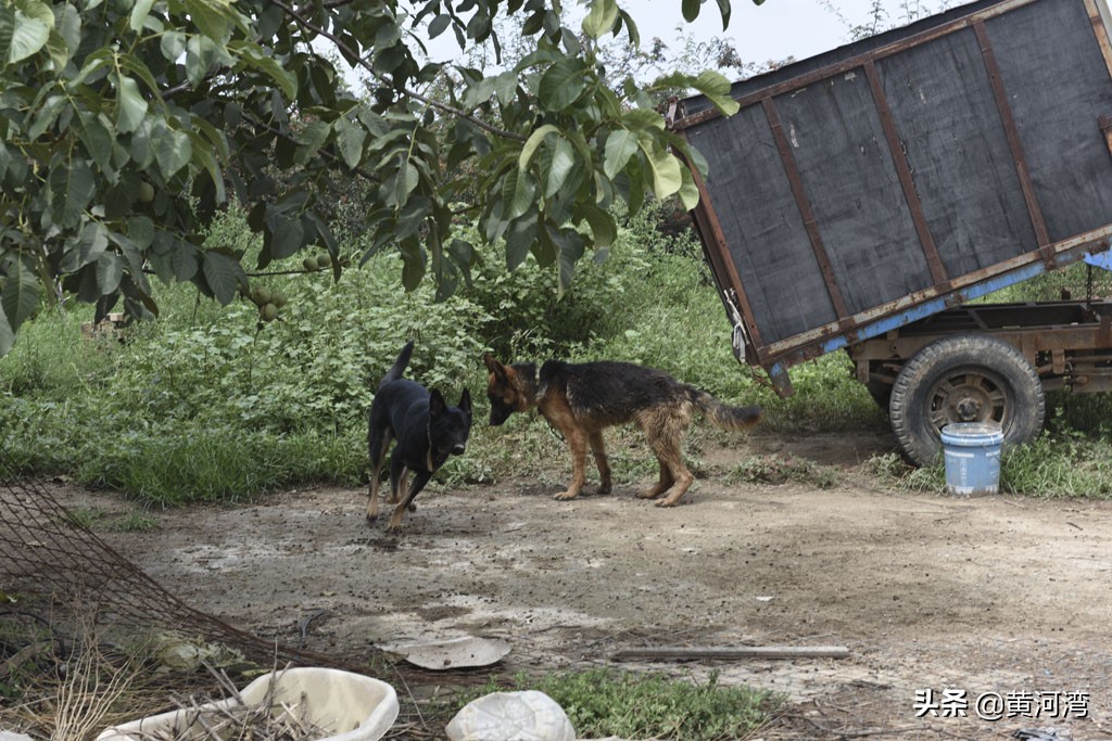 东德放羊狗出售,山西牧羊人养羊收入