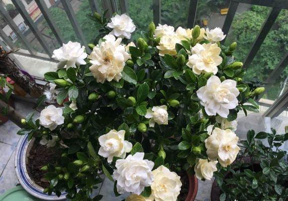 刚买回来的栀子花为什么经常黄叶,新买的栀子花晒一下太阳打蔫儿了