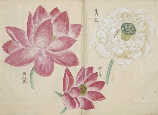 繁华过后一盏清茗也能品出百味,繁华之后静立于世