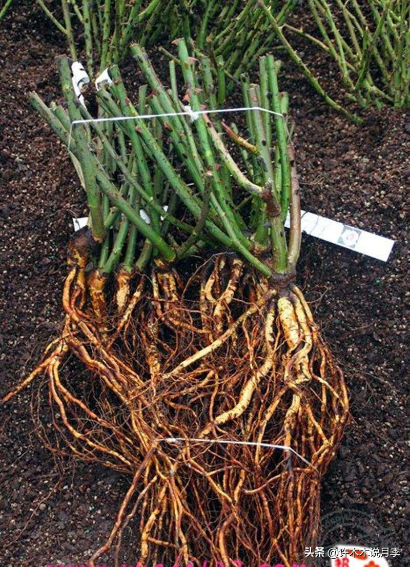 月季老桩容易得根瘤吗,月季老桩买回来要生根粉泡吗