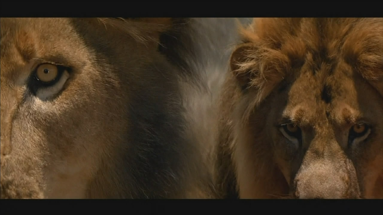 经典的动物灾难电影,推荐几部有关动物灾难方面的电影